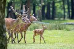 Mammifères et rapaces à l'Espace Rambouillet
