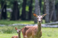 Famille