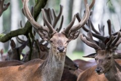 Velours-Emilie-Tournier-Photographe-animaliere-Brunoy-stage-photo-France-2
