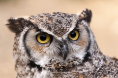 Hibou grand-duc africain