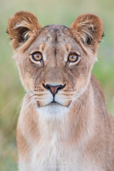 Amuse-gueule pour lion