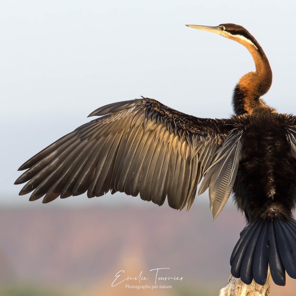 Anhinga de feu