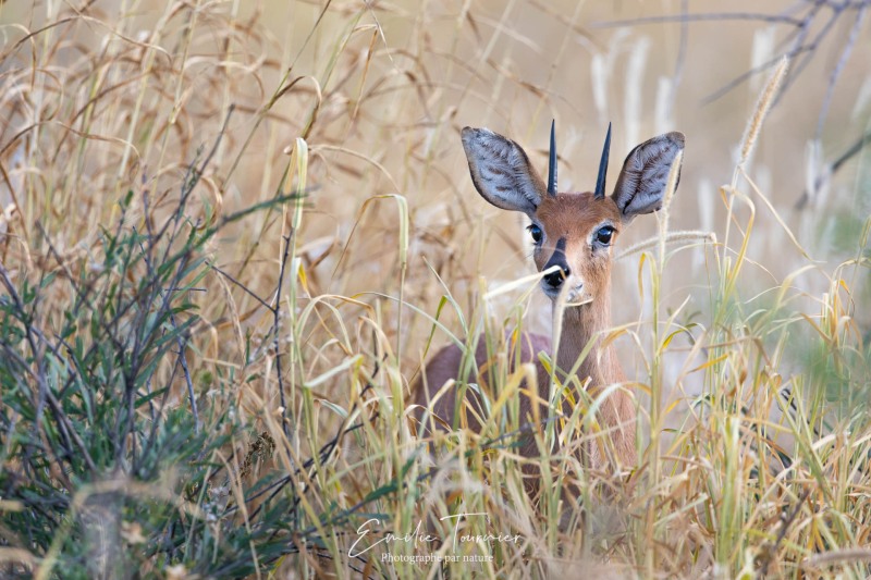 Antilope miniature