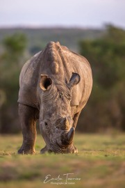 Au pied du rhino