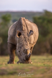 Au pied du rhino