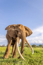 Au plus près d'un géant