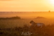 Aube en savane
