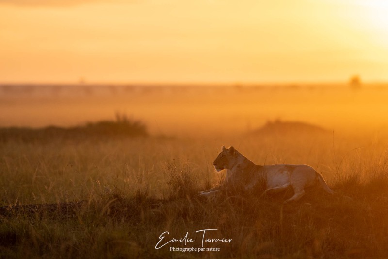 Aube en savane