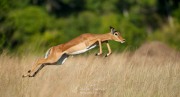 Bond d'Impala