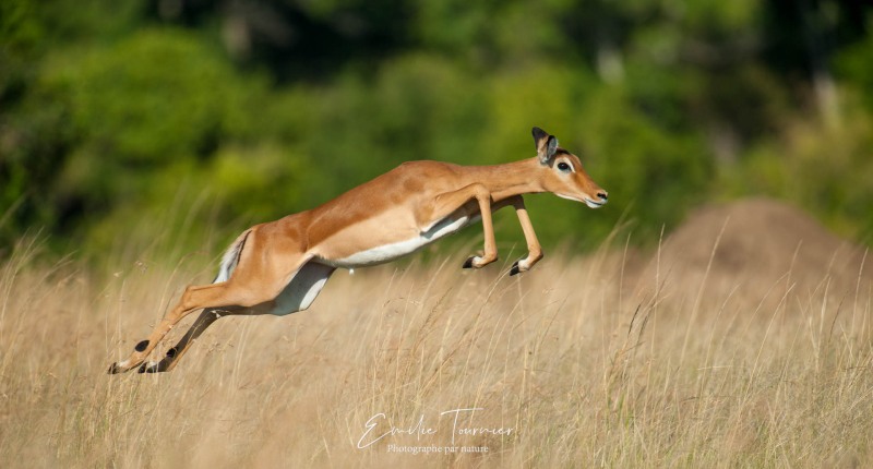 Bond d'Impala