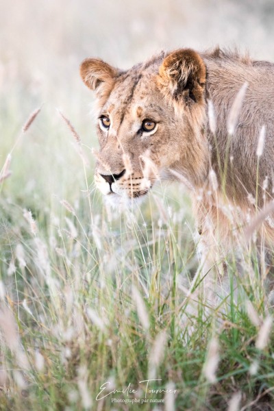 Douceur du jeune lion