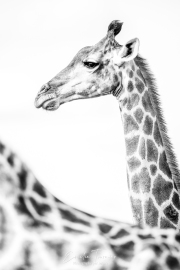 Duo de girafes