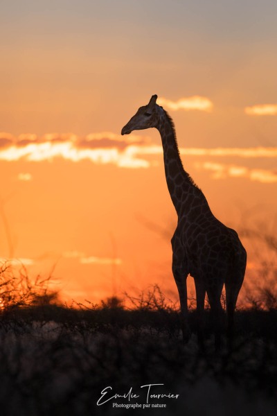Girafe au coucher du soleil