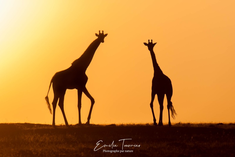 Girafes chinoises