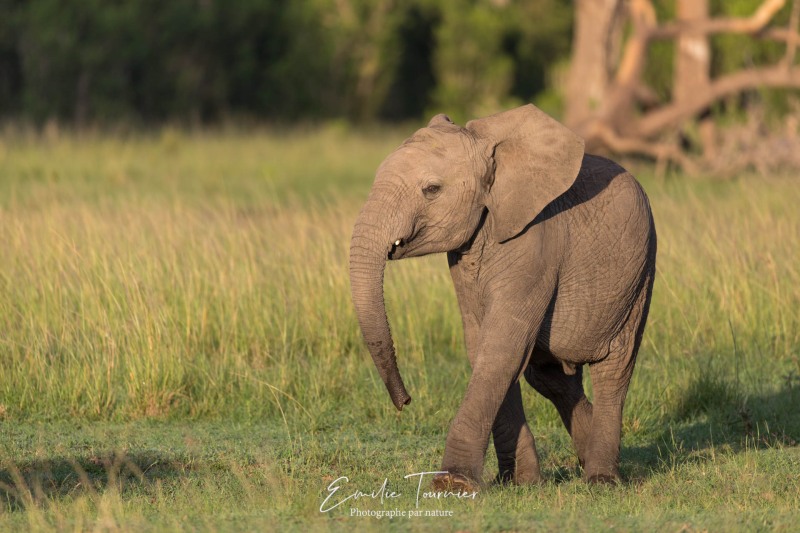 La patrouille des éléphants