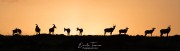 L'aube de la savane