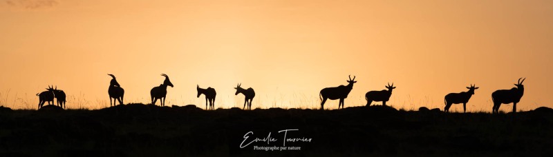 L'aube de la savane