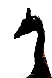 Le coup de la girafe