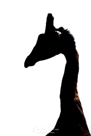 Le coup de la girafe