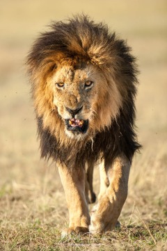 Le roi de la savane
