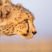 Profil de guépard