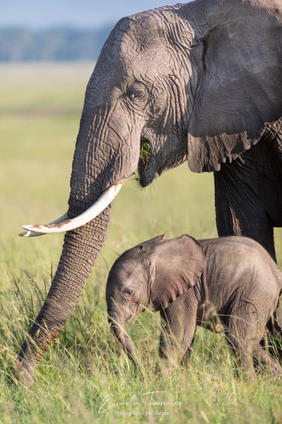 Protection maternelle