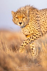 The eyes of the cheetah