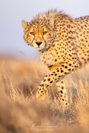 The eyes of the cheetah
