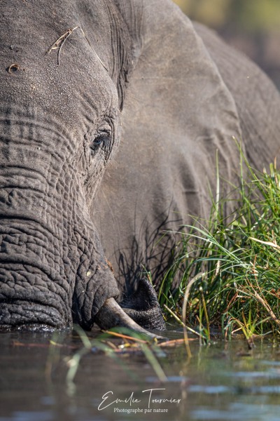 Un éléphant, ça trempe énormément