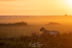 Aube en savane
