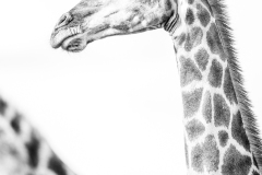Duo de girafes