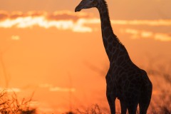 Girafe au coucher du soleil