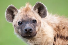 Gueule de hyène