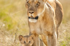 Ils sont par là les paparazzi, maman !