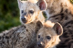 Méli-mélo de jeunes hyènes