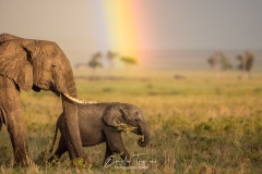 Over the rainbow