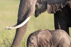 Protection maternelle