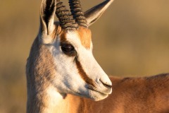 Springbok