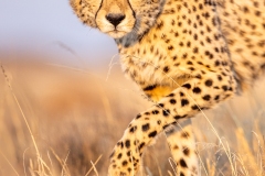 The eyes of the cheetah