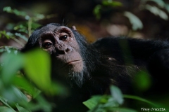 Chimpanzé
