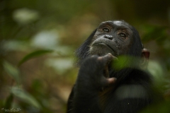 Chimpanzé