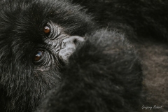 gorilledesmontagnes-GregoryRohart-1-5