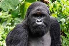 gorilledesmontagnes-GregoryRohart-2