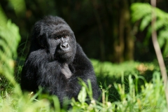 gorilledesmontagnes-GregoryRohart-4