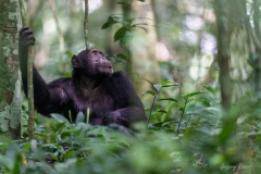 kibale-GregoryRohart-1