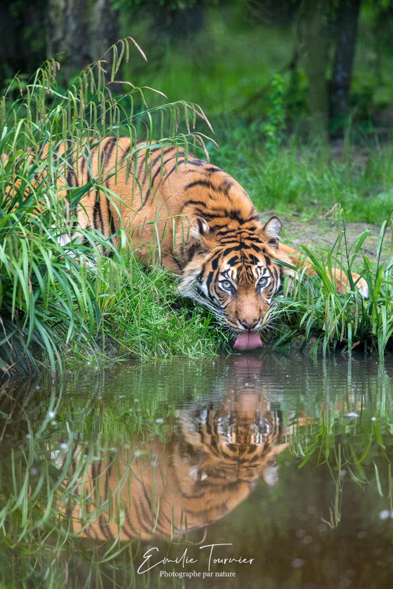Attentif