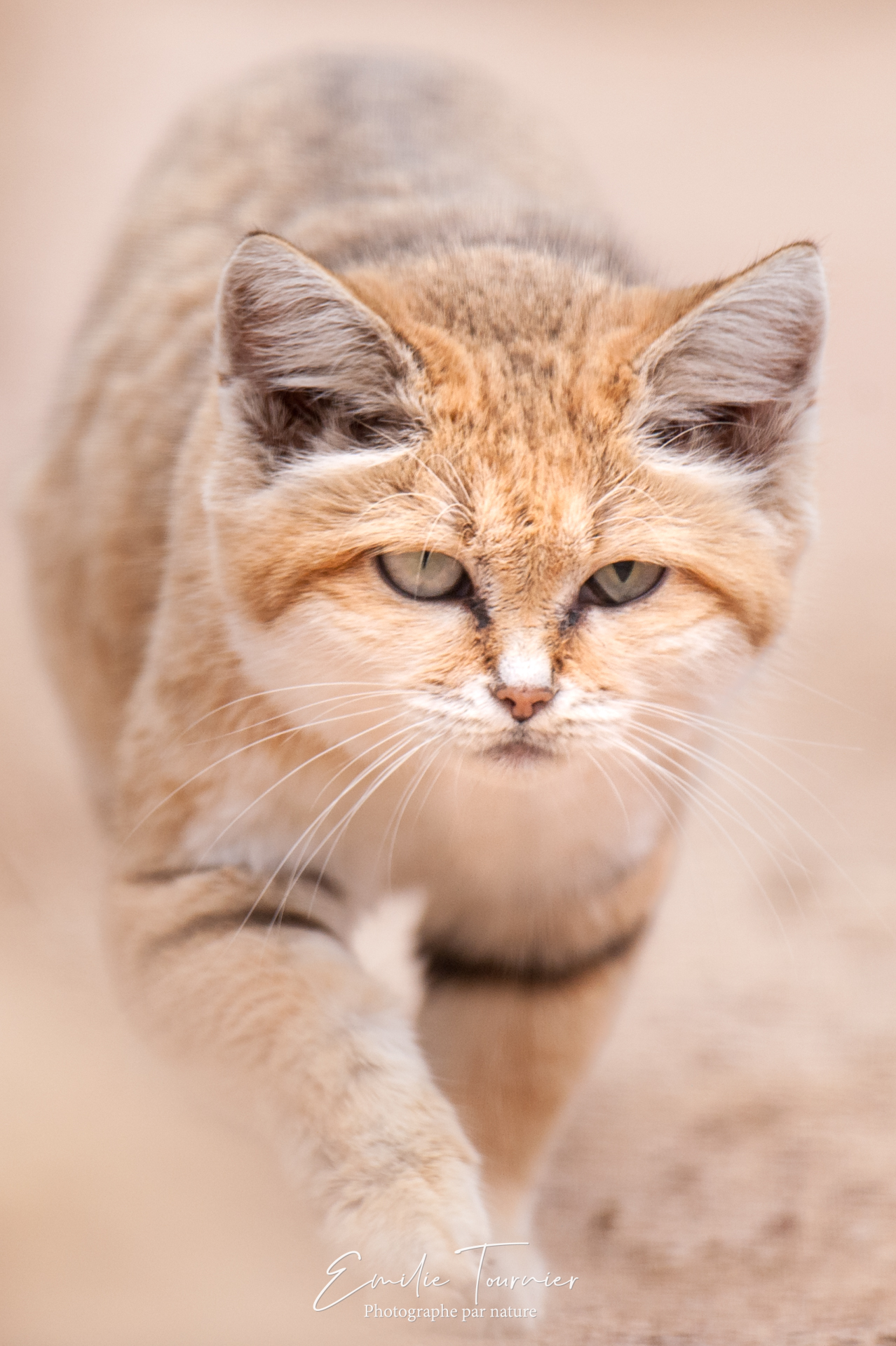 Chat du désert