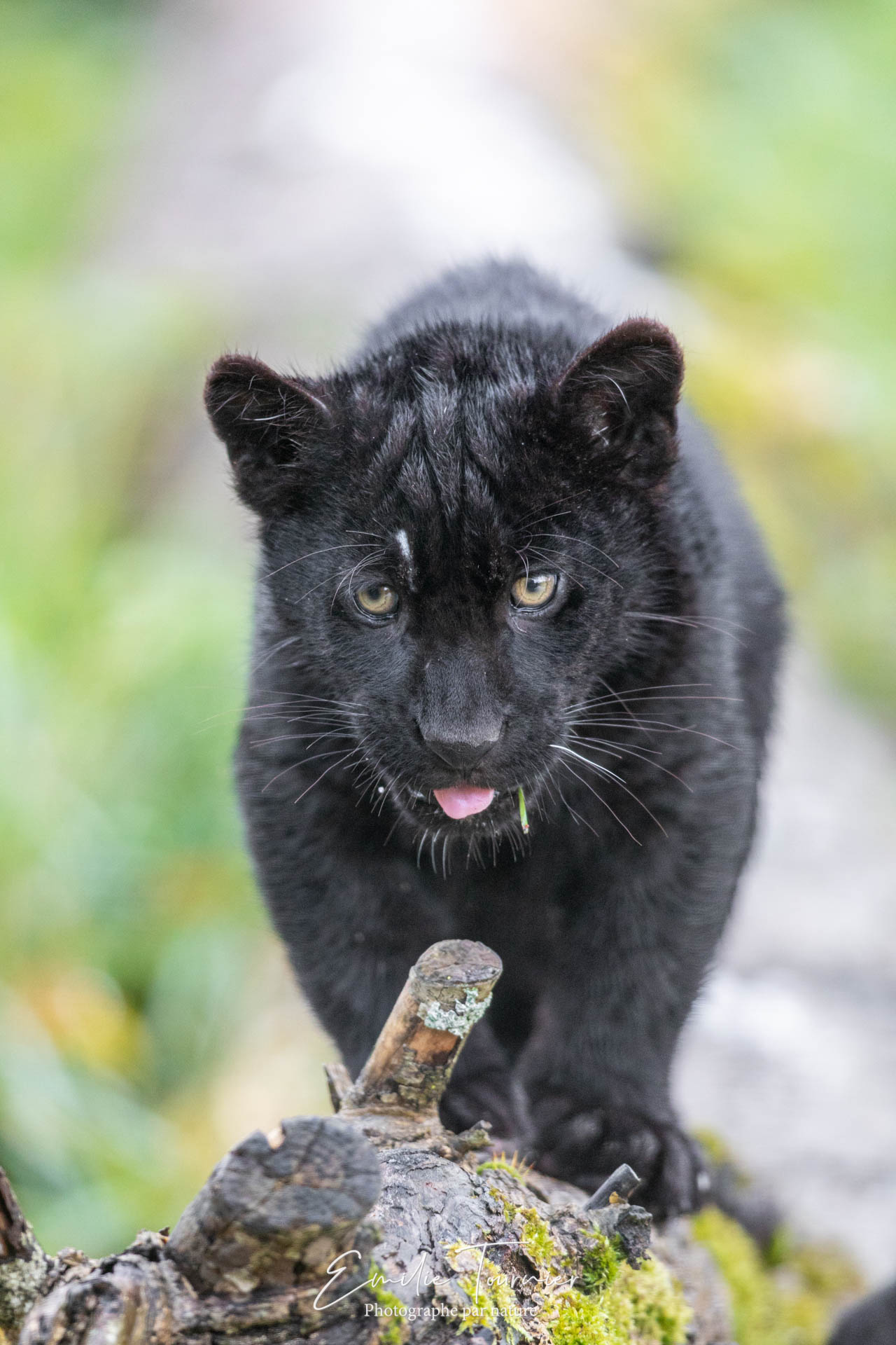 Jeune jaguar noir