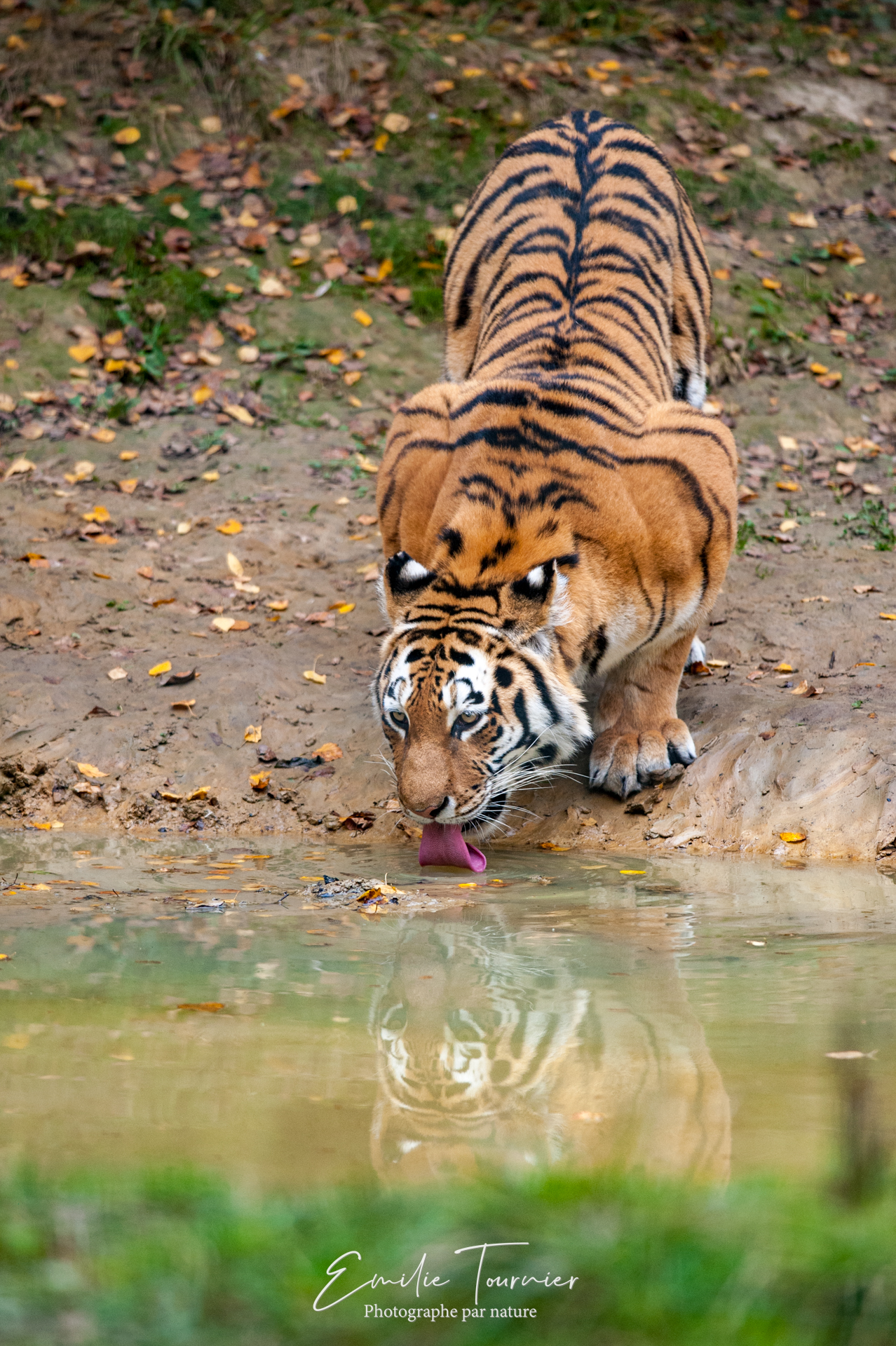 La langue du tigre