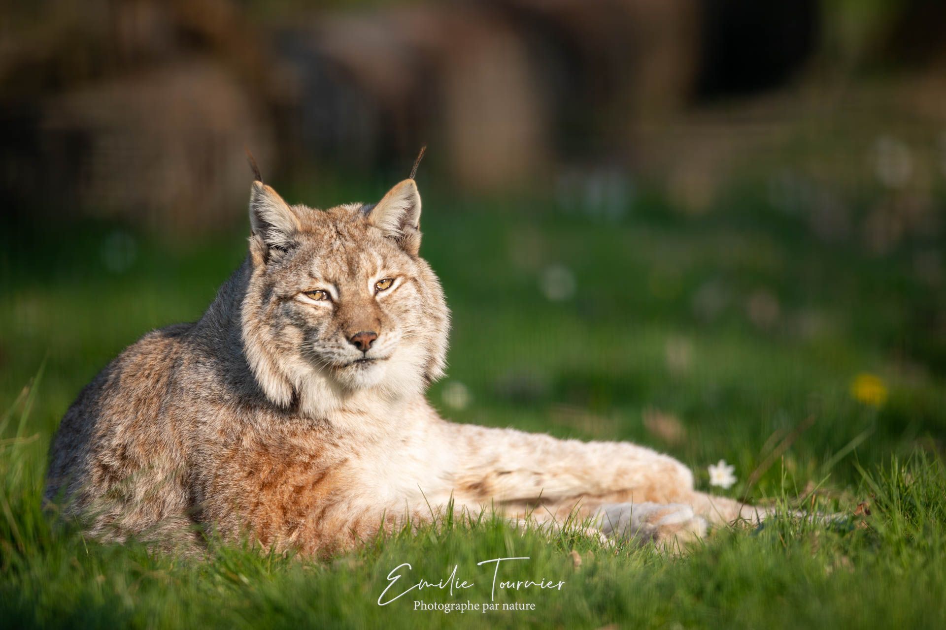 Lynx au crépuscule
